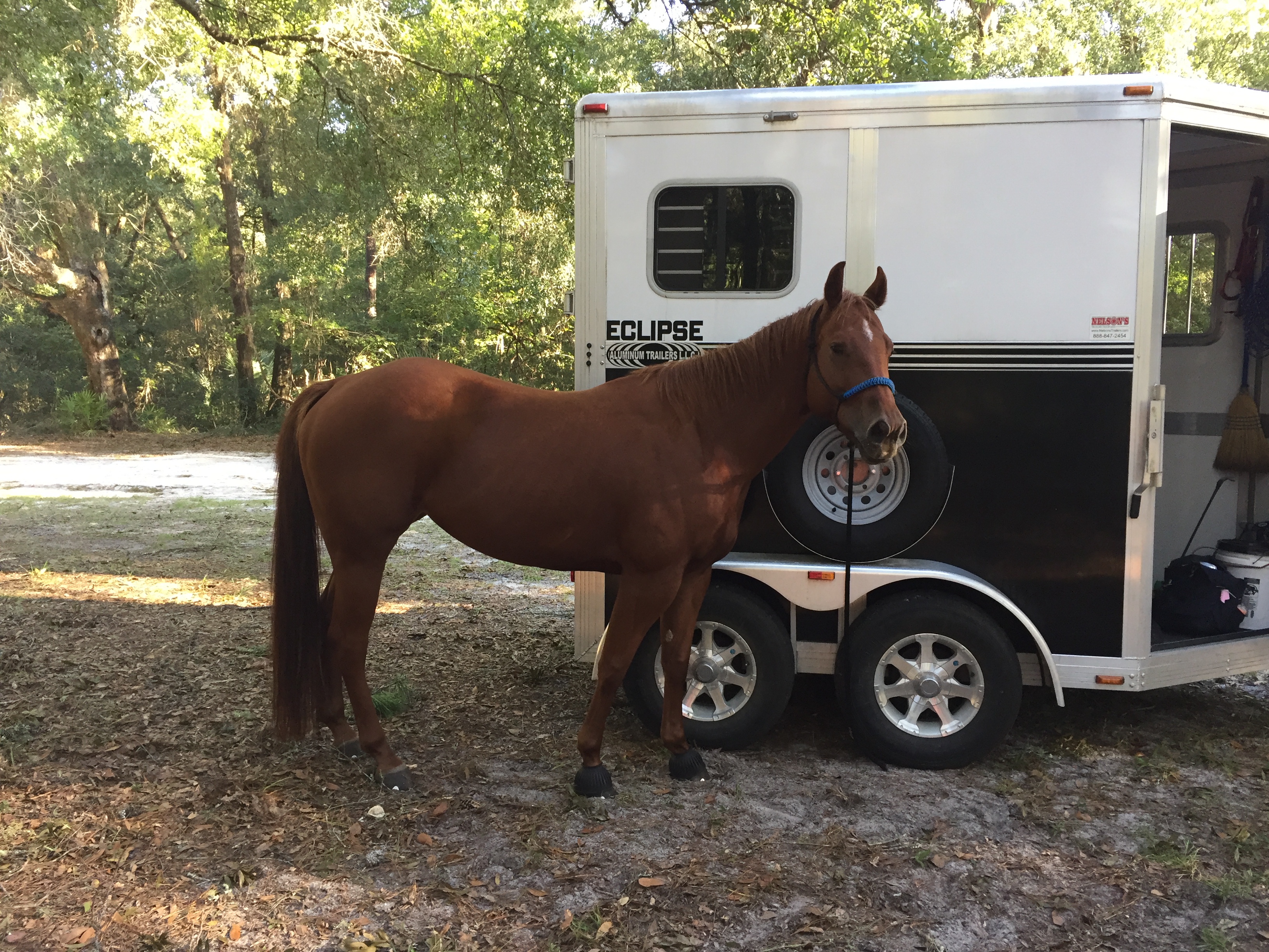 Bella waiting for a trail ride